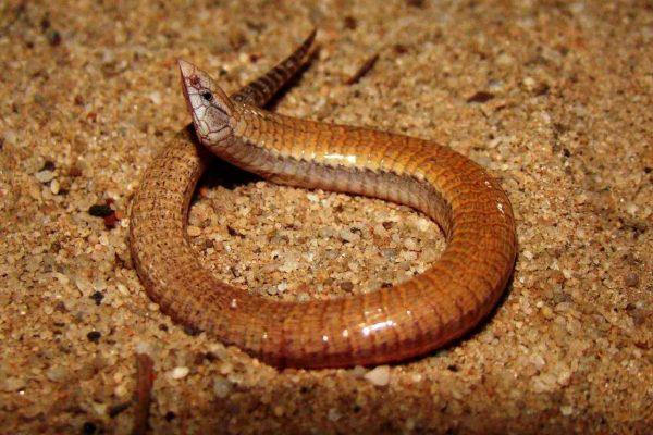 Lagarto-escrivão: conheça novo réptil descoberto no Rio São Francisco